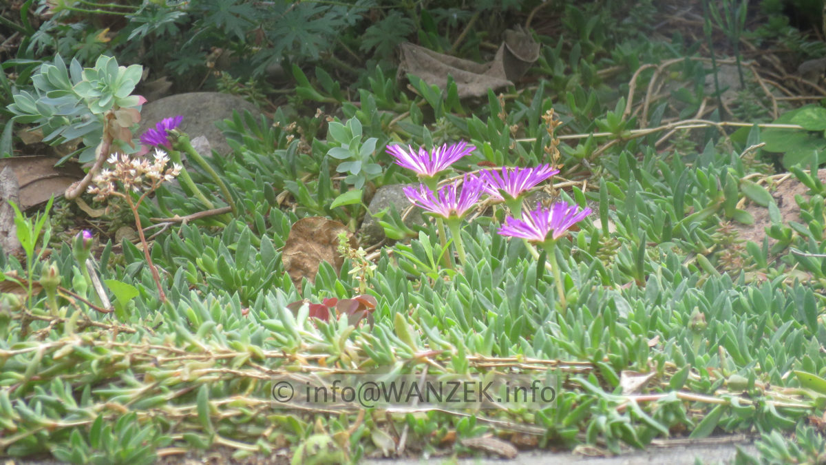 Delosperma cooperi 01.JPG